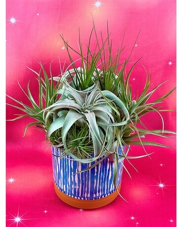 Stillness Air Plant Garden Dish Garden Plant