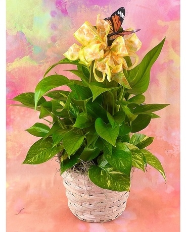 Pothos on a Pole Plant