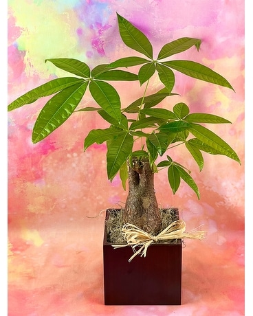 Money Tree Plant