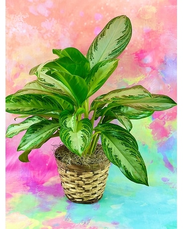 Chinese Evergreen Dish Garden Plant