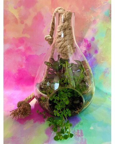 Teardrop Terrarium Plant