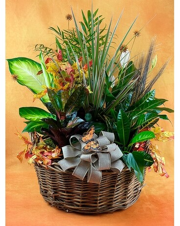 Plants-A-Plenty Dish 16