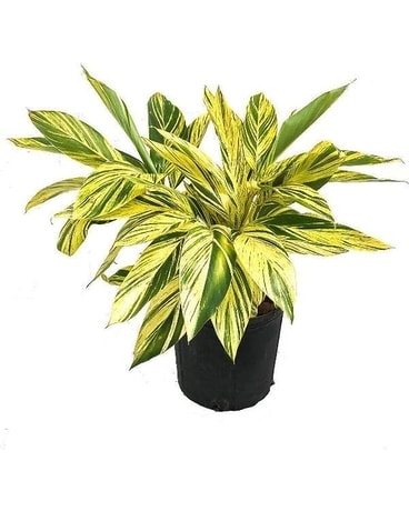 TriColor Ginger Plant Plant