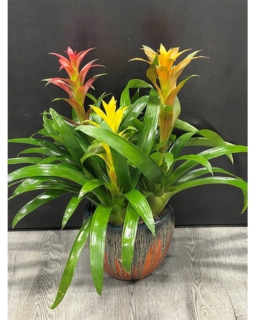 Multi Color Large Bromeliad Plant