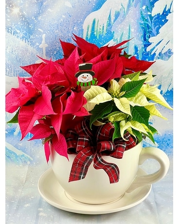 Teacup Planter with Poinsettia Flower Arrangement