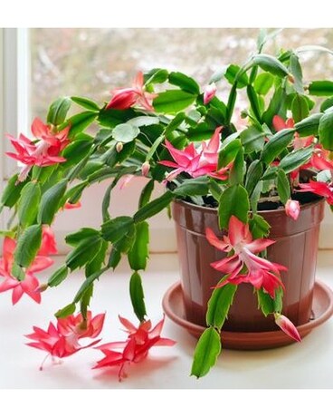 Christmas Cactus Plant