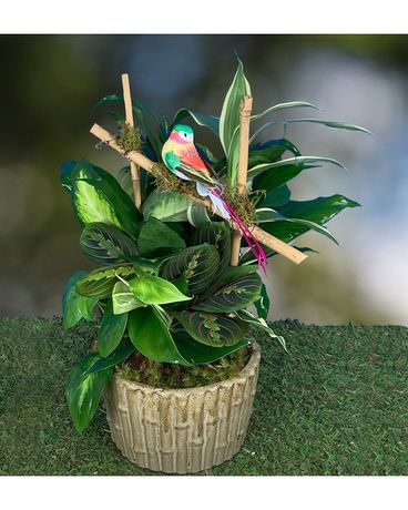 Songbird's Mixed Plants Flower Arrangement