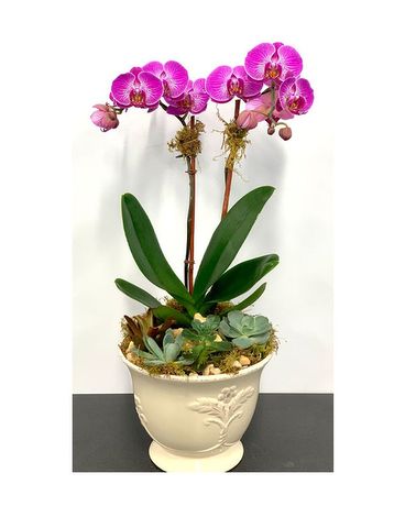 Orchid with Succulents Flower Arrangement