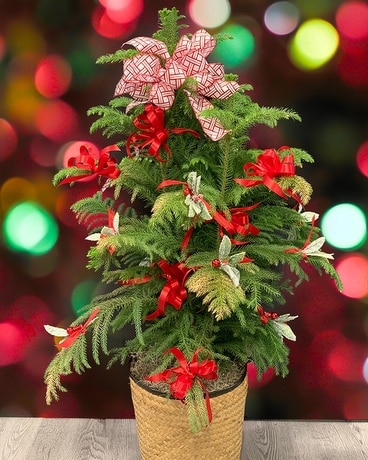 Norfolk Island Pine Trimmed and Ready for Holiday Plant
