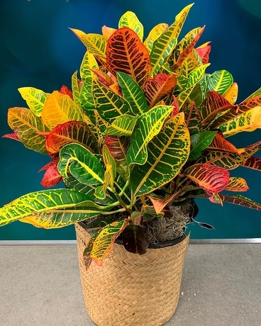 Fiery Croton in Basket Flower Arrangement