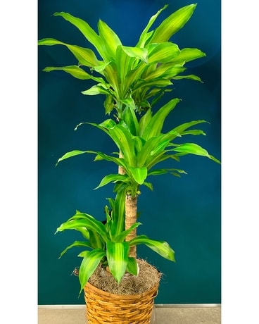 Mass Cane Plant in Basket Plant