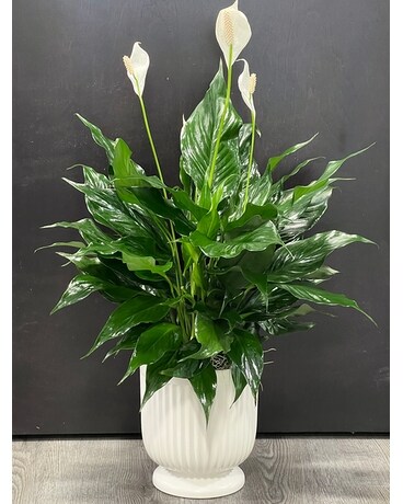 The Comfort Planter Flower Arrangement
