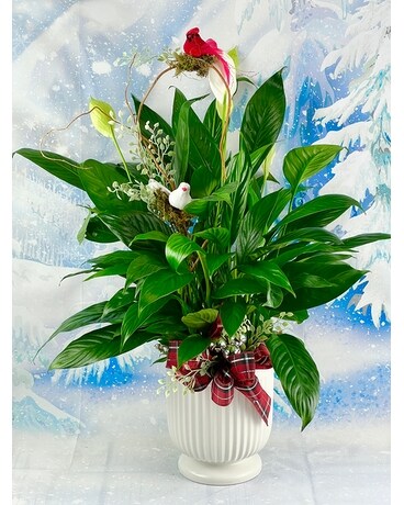 Winter Peace Lily Plant