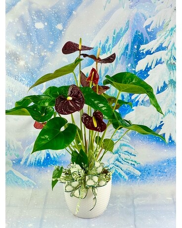 Antherium Plant Plant