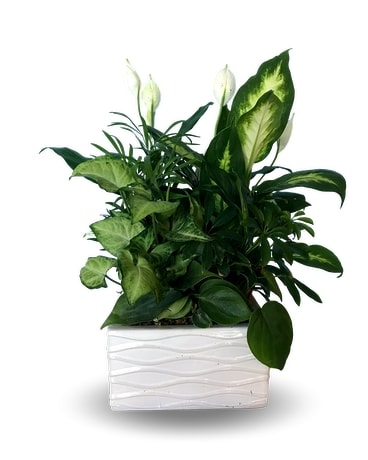 Small Dish Garden Flower Arrangement
