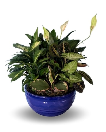 Medium Dish Garden Flower Arrangement