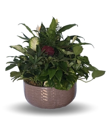 Premium Dish Garden Flower Arrangement
