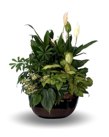 Large Dish Garden Flower Arrangement