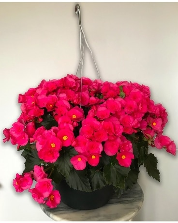 Hanging Begonia Plant