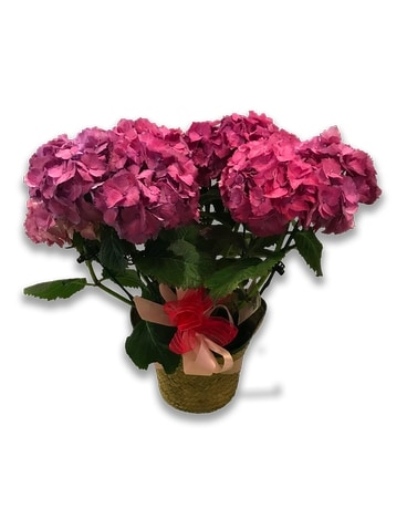 Pink Hydrangea Plant