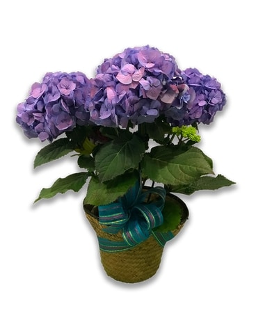 Lavender/Blue Hydrangea Plant
