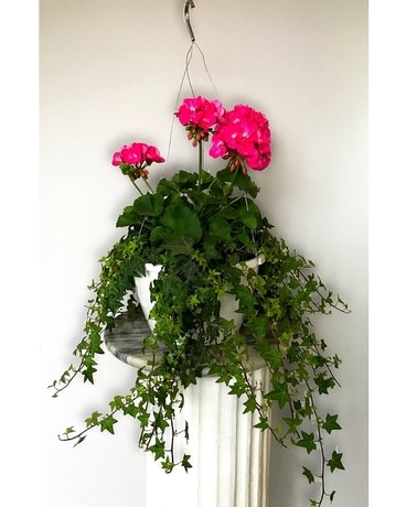 Hanging Geranium and Ivy Plant
