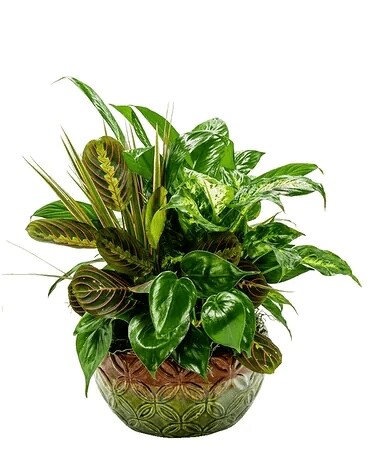 Mother Earth Dish Garden Flower Arrangement