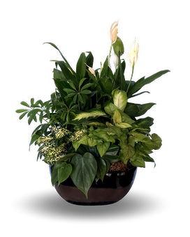 Large Dish Garden Flower Arrangement