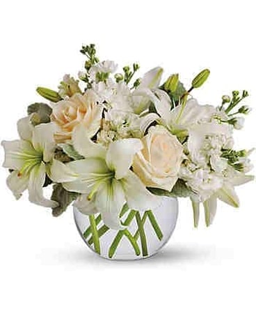 white lily bulb Lily Asiatic Pearl White (Spring)