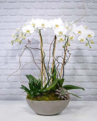 remote control plant RAINPOINT Beginner-Friendly Automatic Plant Waterer Indoor for 10-15 Plants main image 0