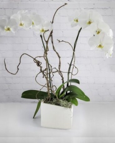 orchid 様 專用 White Orchid - Double | Scotts Flowers NYC