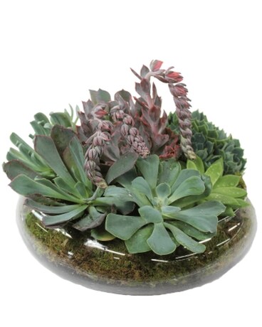zz plant raven Black ZZ Rare