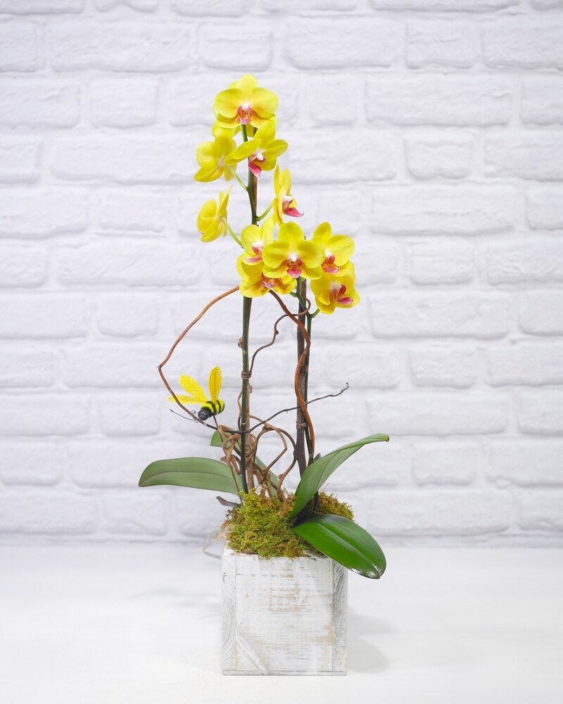 Bee Longing Orchid in Chicago IL - Ashland Addison Florist