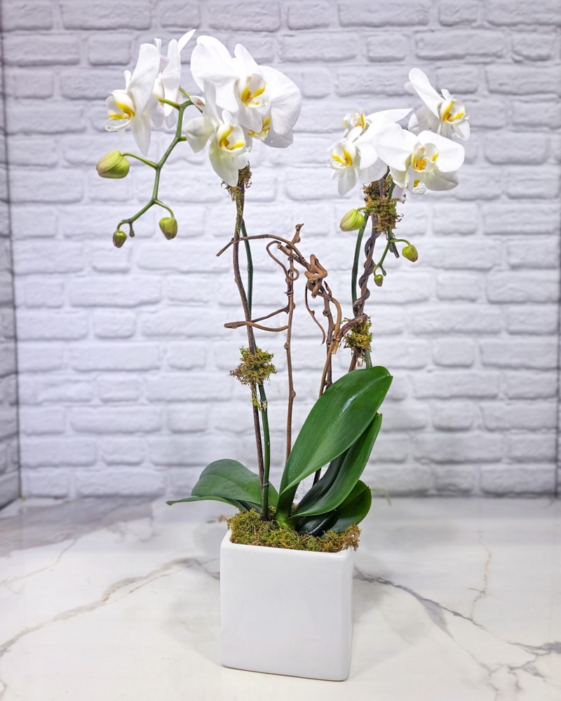 orchids73　クイーンアナ Phalaenopsis Orchid Planter (2 Stem) in Chicago IL - Ashland