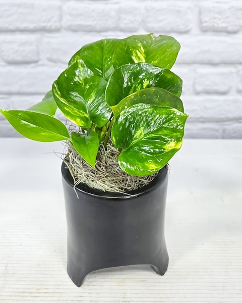 Small Pothos Plant in Ceramic