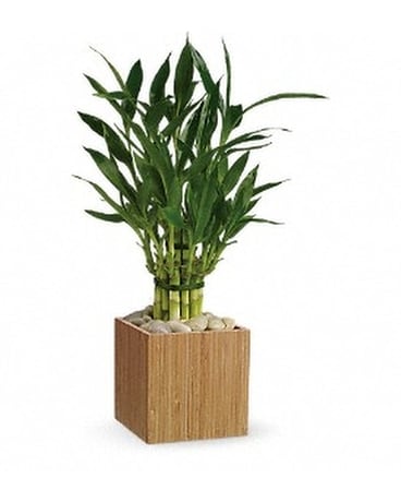 Teleflora's Good Luck Bamboo Flower Arrangement