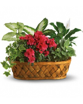 Plants Galore Flower Arrangement