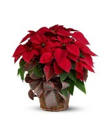 Large Red Poinsettia Flower Arrangement
