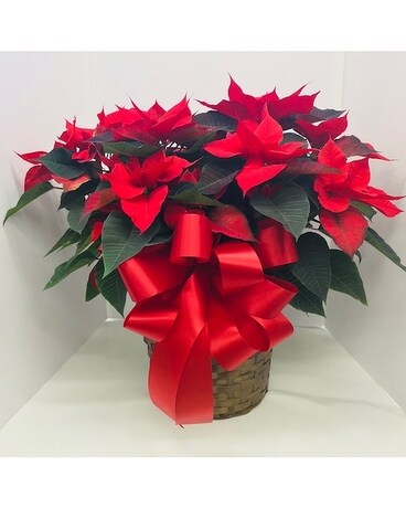 Red Poinsettia (Medium) Plant