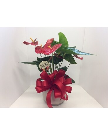 Anthurium plant Plant