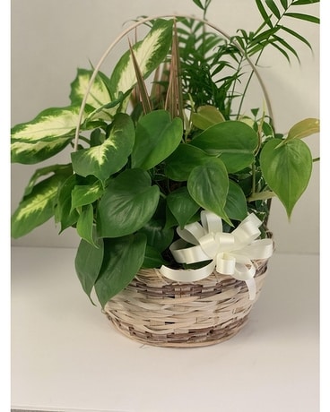 Dish Garden Basket Plant