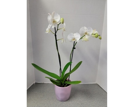 White Phalaenopsis Orchid (2-Stem) Plant