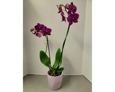 Purple Phalaenopsis Orchid (2-Stem) Plant