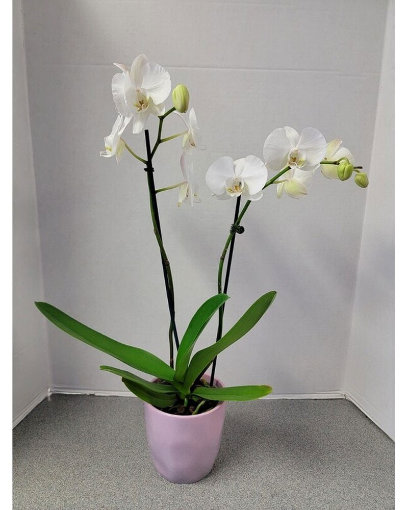 White Phalaenopsis Orchid (2-Stem) in College Park MD - Wood's