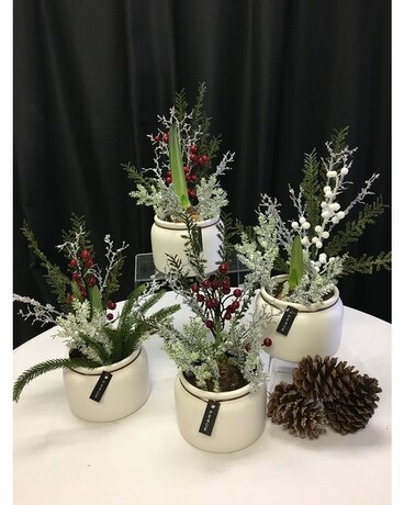 Amaryllis pots Flower Arrangement