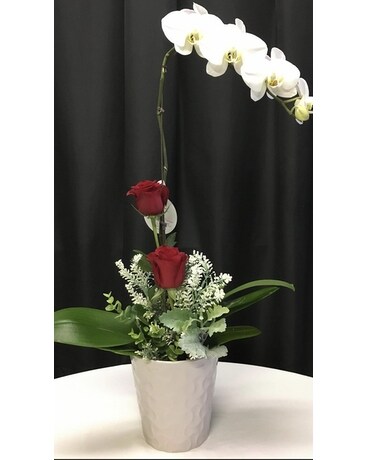 Dressed Phalanopsis Orchid Plant Flower Arrangement