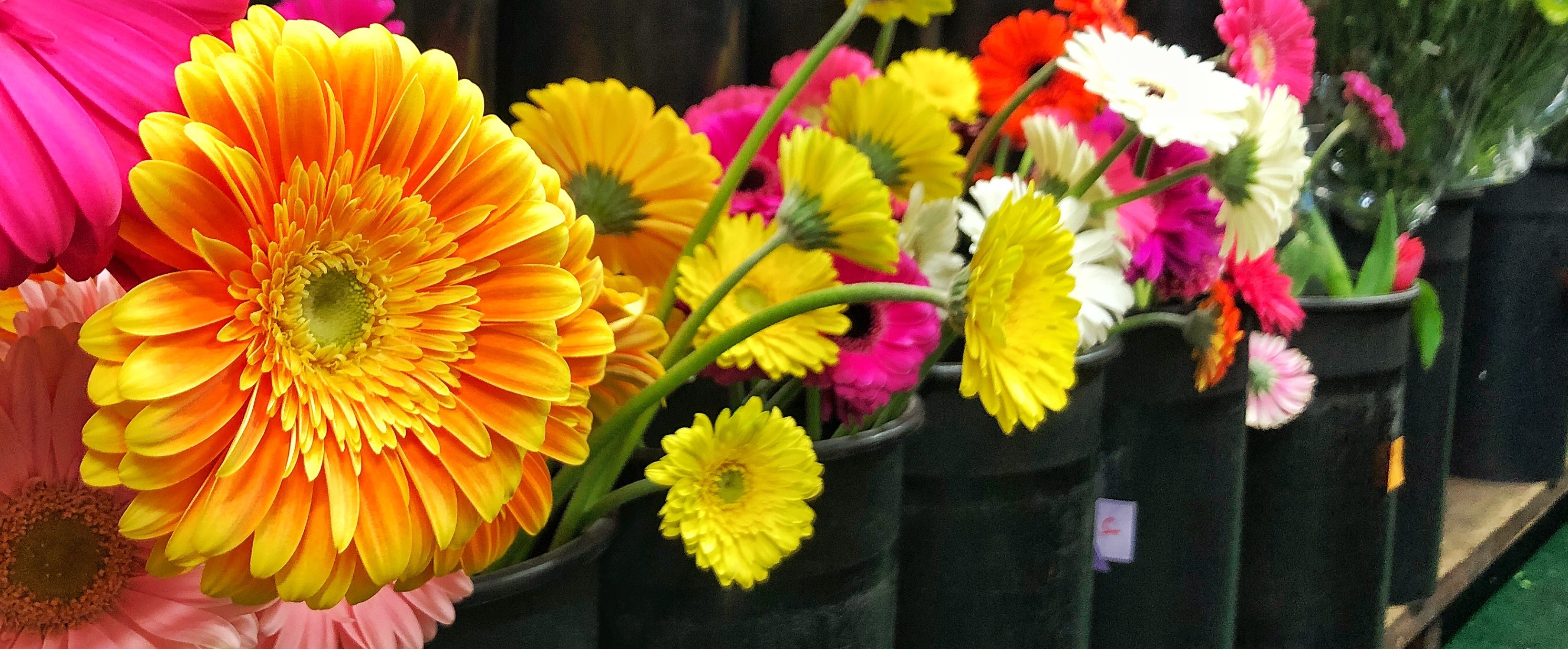 Erie Florist Flower Delivery by Allburn Florist