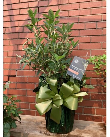Summer Sparkler Plant