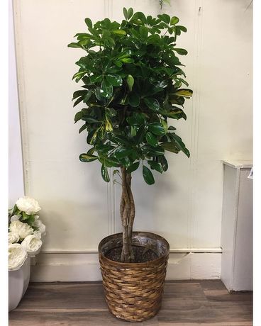 Schefflera Tree Flower Arrangement