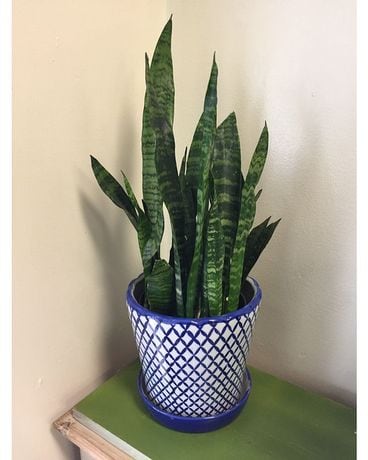 Sansevieria Flower Arrangement